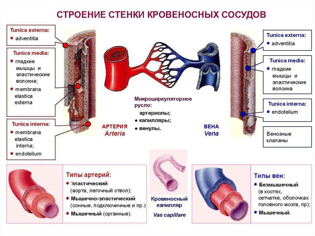 Картинка вены артерии