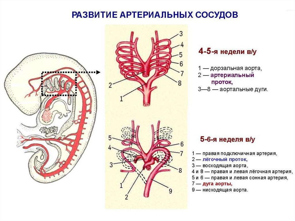 Левая сонная артерия