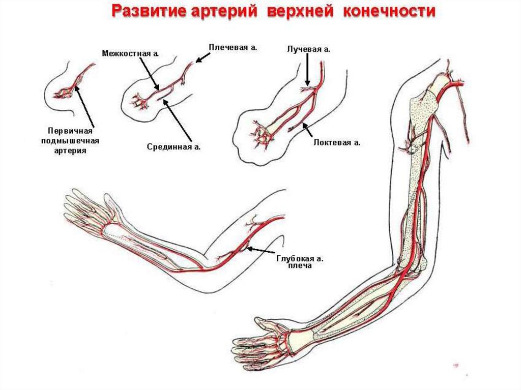 Анатомия артерий верхних конечностей схема для узи