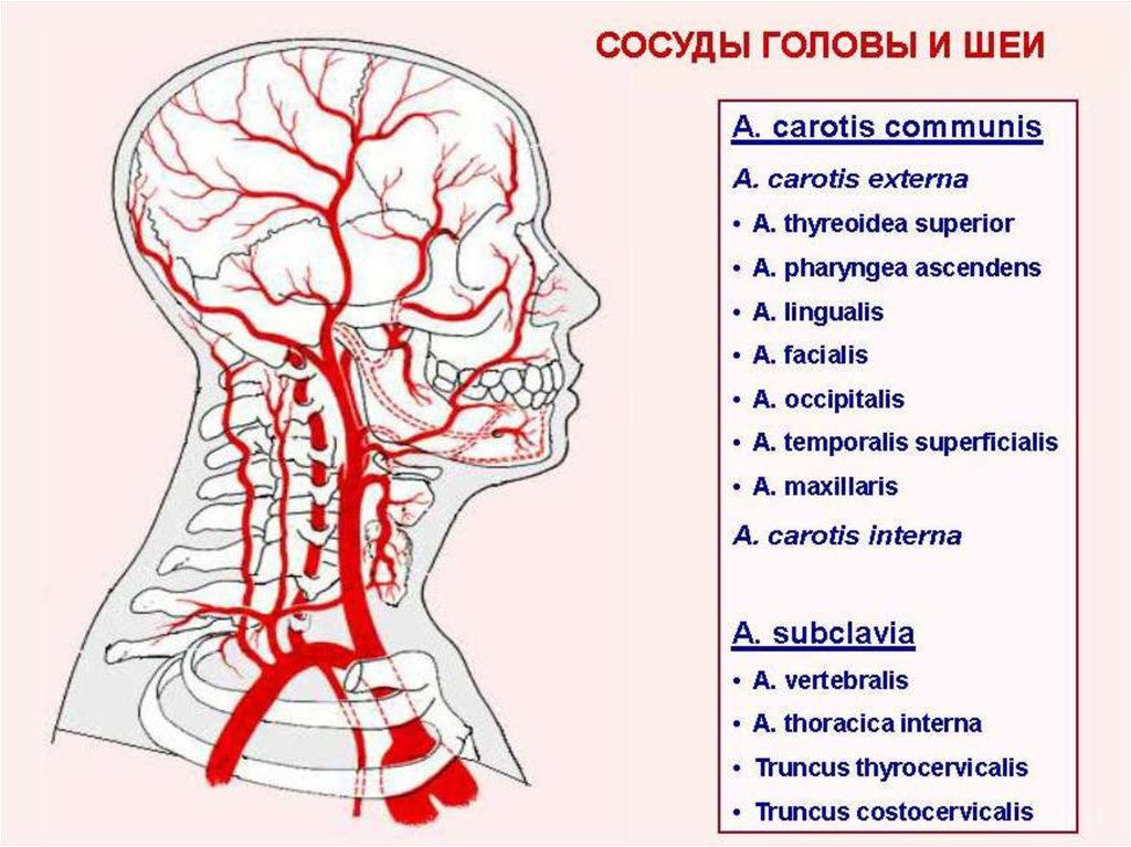 Сосуды головы и шеи