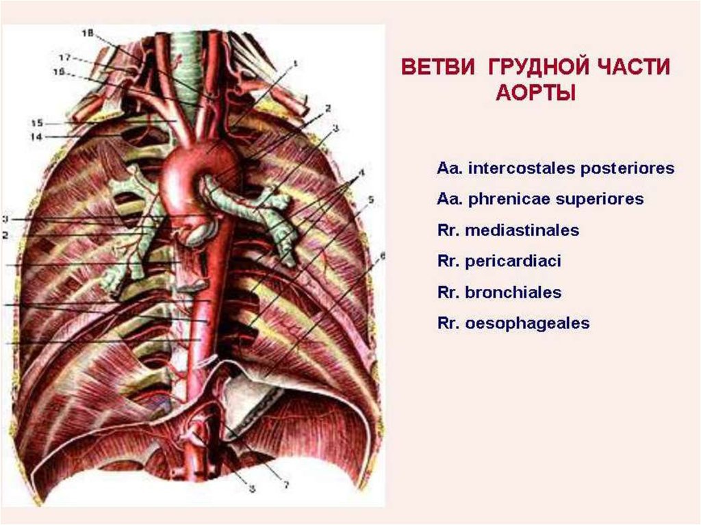 Верхняя полая аорта. Аорта топография анатомия. Грудная аорта анатомия. Грудная аорта и ее ветви анатомия.