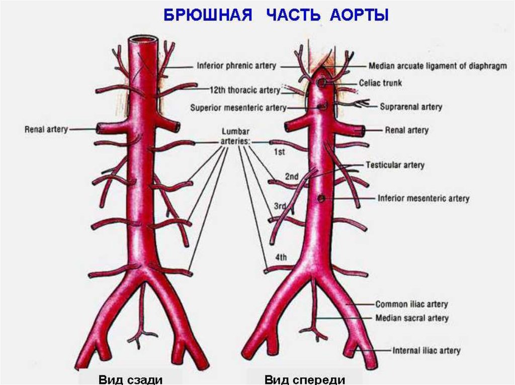 Какой цифрой на рисунке обозначена брюшная аорта