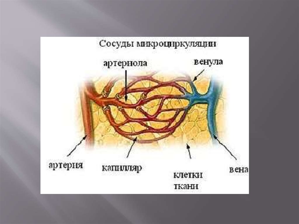 Какая функция у сосудов листа. Общий план строения сосудов.