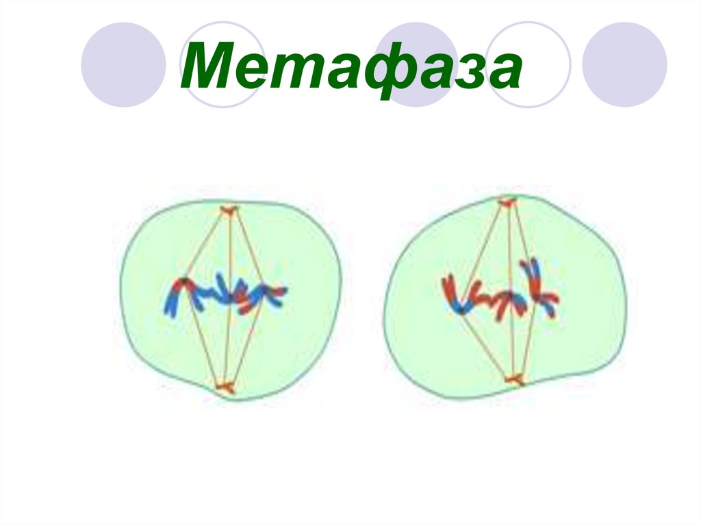 Метафаза 1 рисунок. Метафаза мейоза. Метафаза 1 мейоза рисунок. Метафаза митоза и метафаза мейоза 1.