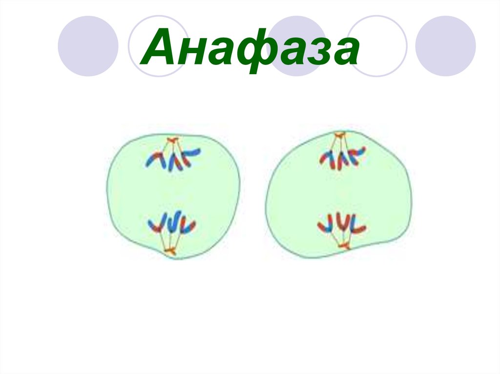 Анафаза митоза. Анафаза митоза 1. Анафаза митоза и мейоза. Анафаза мейоза. Анафаза схема.
