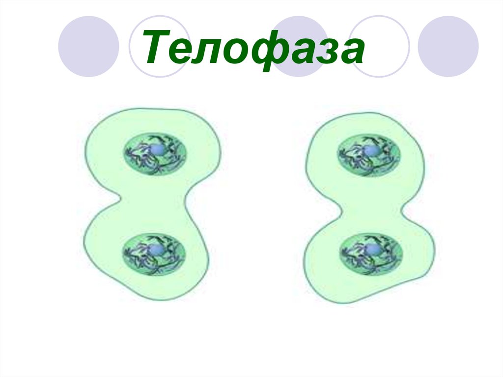 Митоз телофаза. Телофаза мейоза. Телофаза мейоза 2. Телофаза 2 мейоза рисунок. Мейоз 2 телофаза 2.