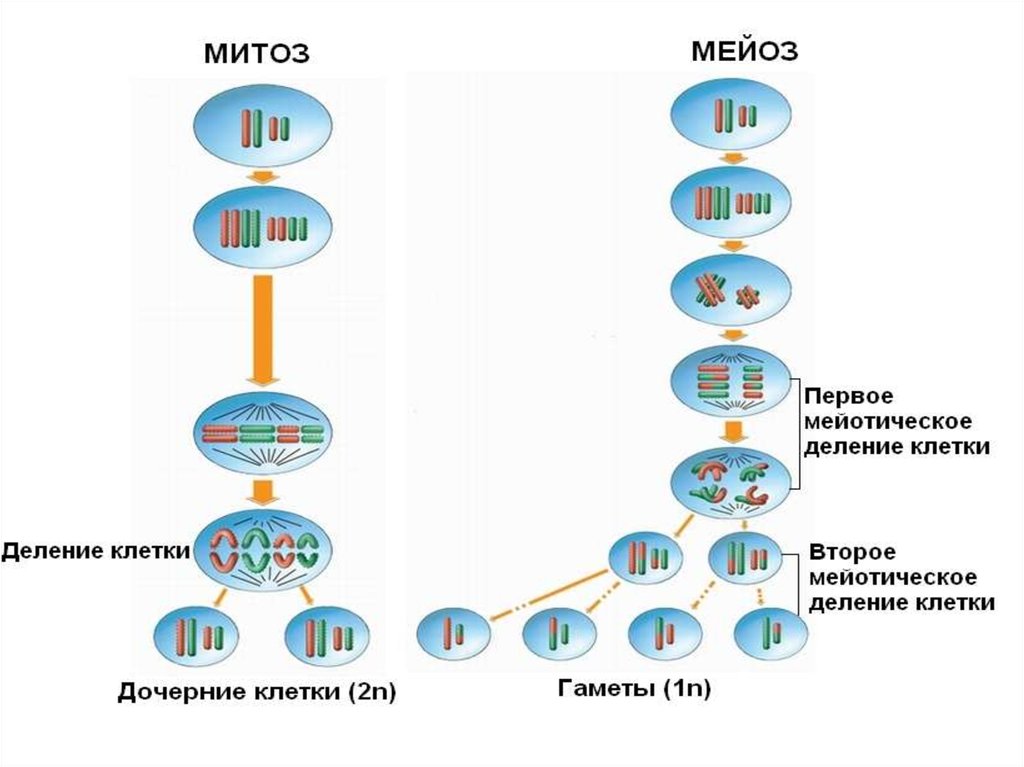 Биологический смысл деления клетки. Процессы деления клеток митоз и мейоз. 1 Деление мейоза набор хромосом. Процесс деления мейоза. Набор клеток мейоз митоз.