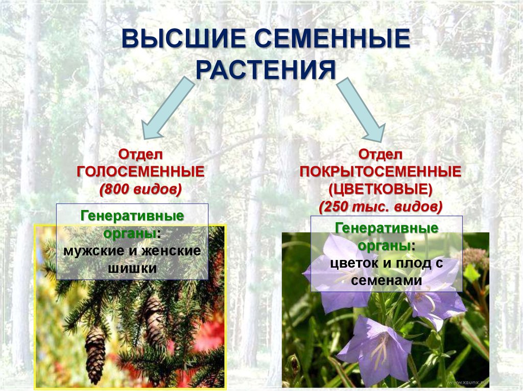 Генеративные водоросли. Голосеменные отдел семенных растений. Приспособления голосеменных растений. Высшие семенные растения. Отделы высших семенных растений.