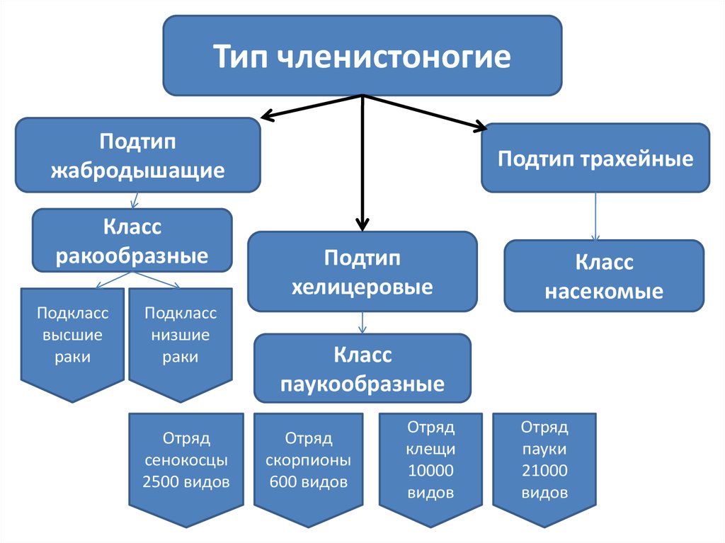 Разновидности классов. Классификация членистоногих схема. Систематика членистоногих схема. Схема классификации типа Членистоногие. Систематика типа Членистоногие.