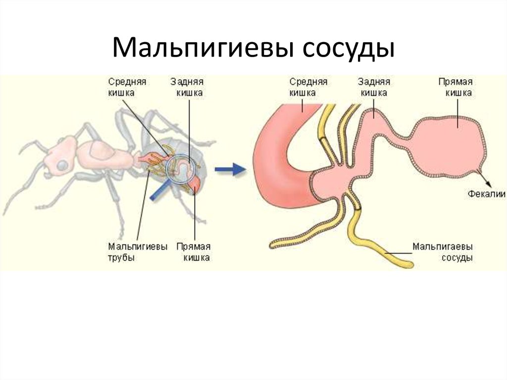 Какой класс имеет мальпигиевы сосуды