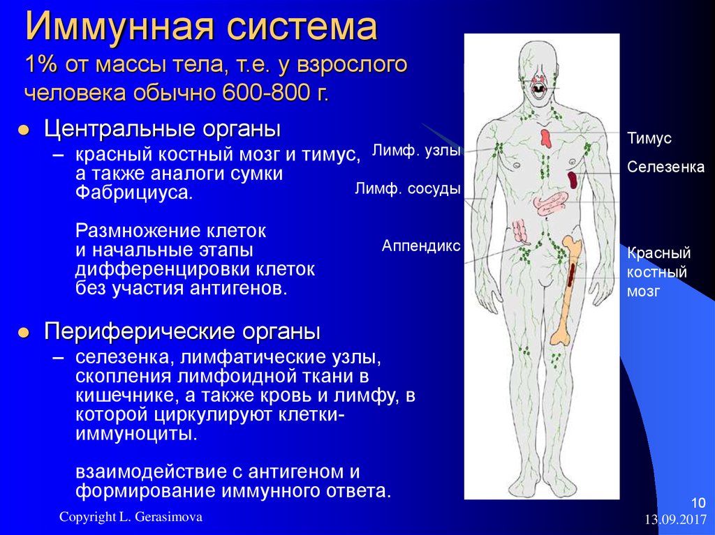 Тимус красный мозг. Иммунная система человека 10 класс. Центр органы иммунной системы тимус и костный мозг. Красный костный мозг иммунная система мозг. Иммунная системаловека.