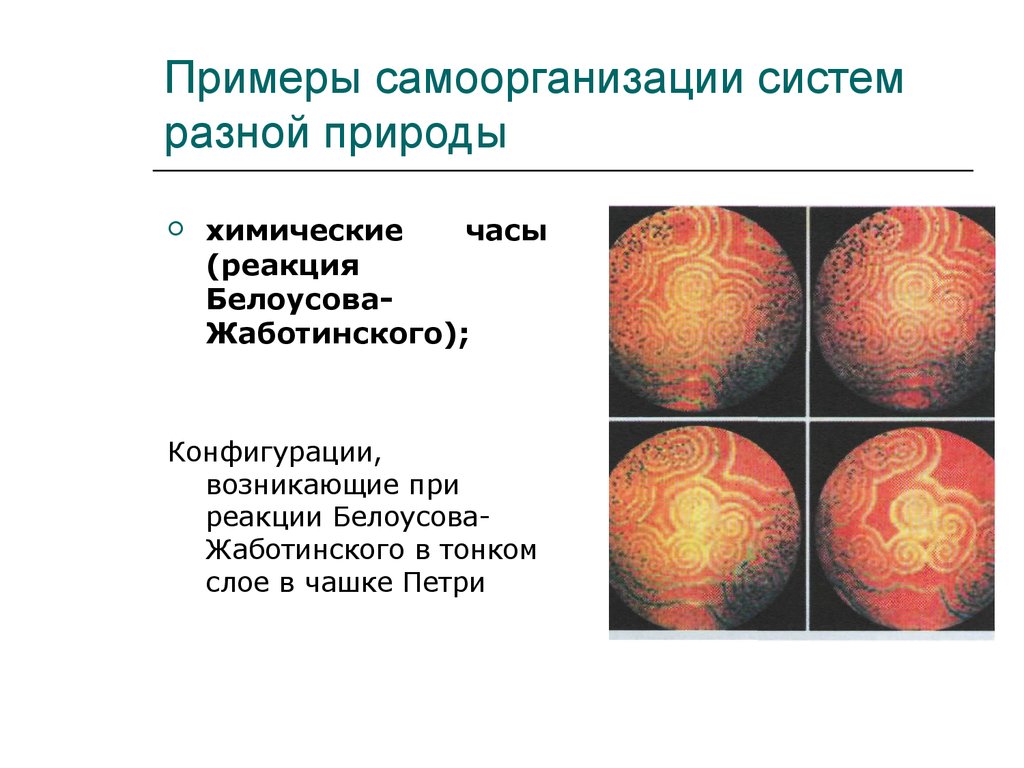 Примеры различных систем. Реакция Белоусова-Жаботинского самоорганизации. Самоорганизующиеся системы примеры. Примеры самоорганизации. Самоорганизующиеся системы в природе.