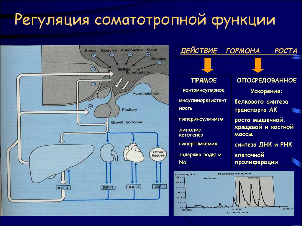 Синтез ростов. Регуляция секреции гормона роста. Соматотропный гормон функции гормона. Соматотропный гормон схема регуляции. Регуляция секреции СТГ.