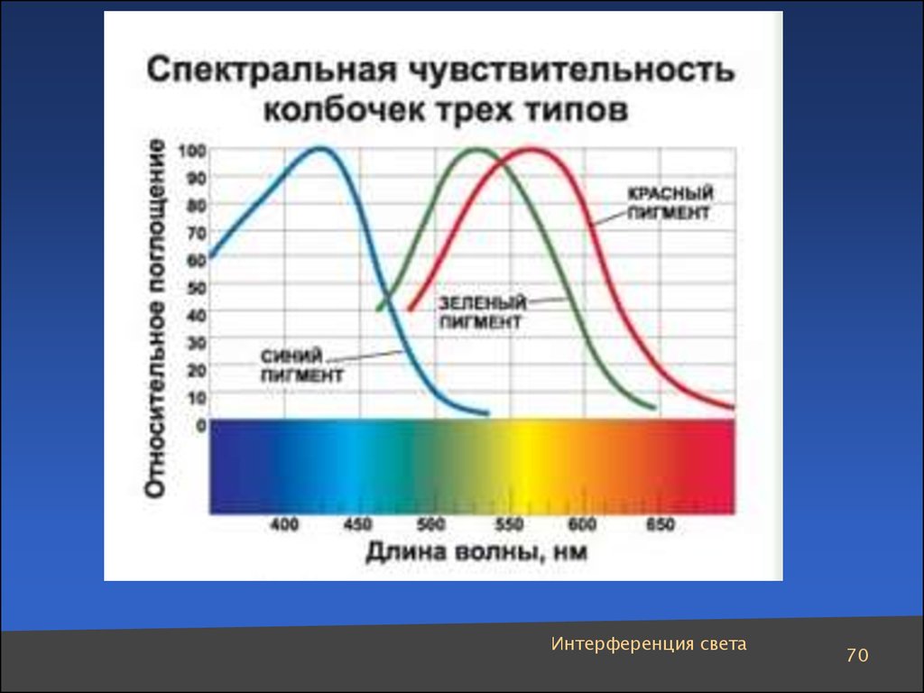 Спектральная чувствительность. Спектральная чувствительность трёх типов колбочек. Диапазон спектральной чувствительности глаза. Спектральная чувствительность человеческого глаза. График спектральной чувствительности глаза.