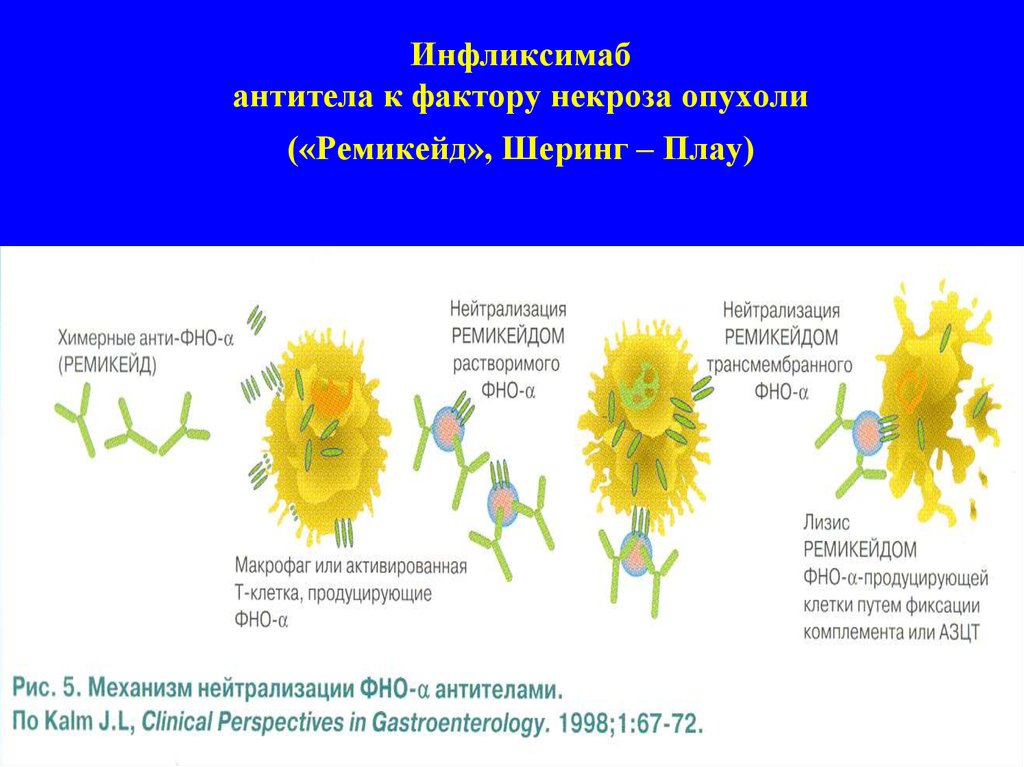 Антитела некроза опухоли. Антитела к фактору некроза опухоли. Ремикейд механизм действия. Инфликсимаб химерные. Антитела к фактору некроза опухоли-Альфа человеческому.