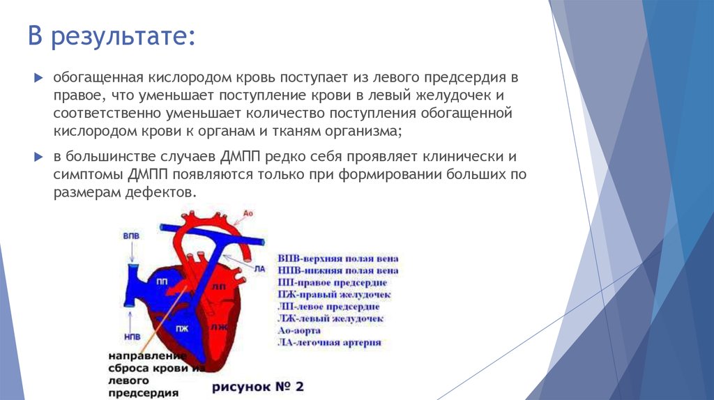 В правый желудочек сердца человека поступает. Поступление крови из предсердия в желудочек. Из левого предсердия кровь. Из левого предсердия кровь поступает в. Левое предсердие.