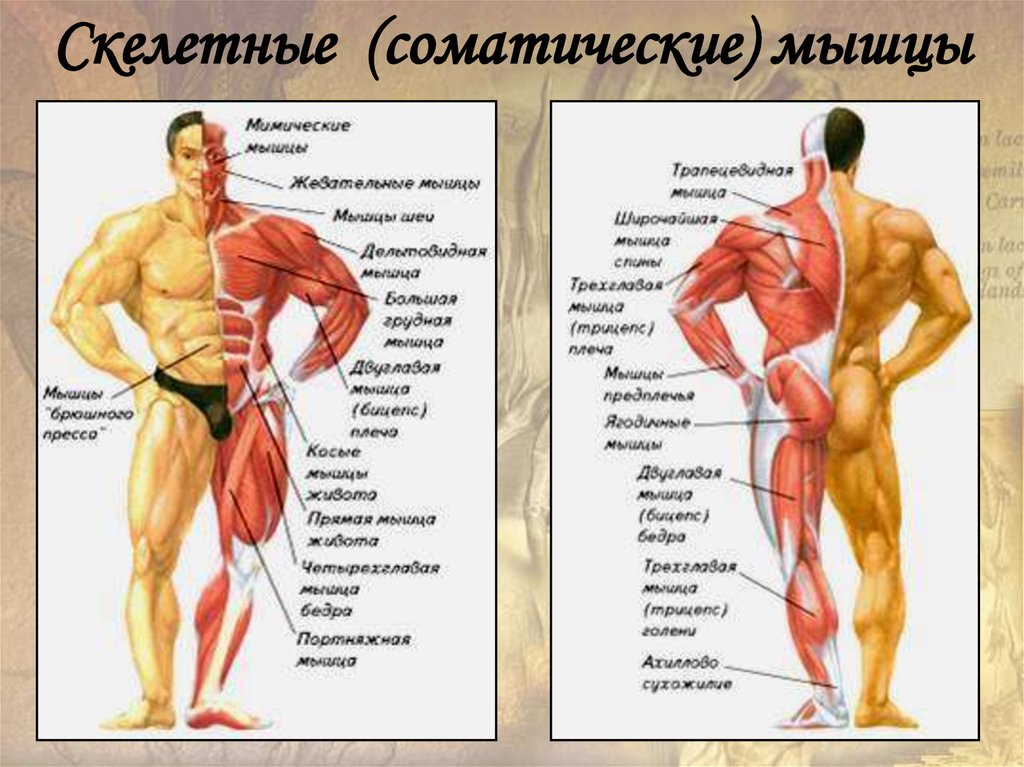Мышцы схема с названиями