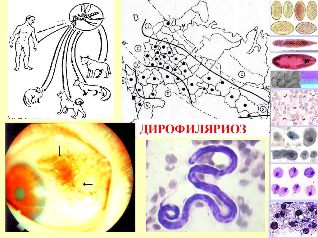 Дирофиляриоз. Дирофиляриоз диагностика. Дирофиляриоз метод диагностики. Дирофиляриоз презентация.