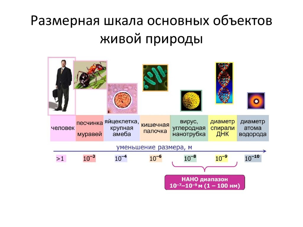 Выберите из списка объект имеющий наноразмер. Нанотехнологии Размеры. Шкала размеров нано. Шкала размеров объектов наномира. Нано Размерная.