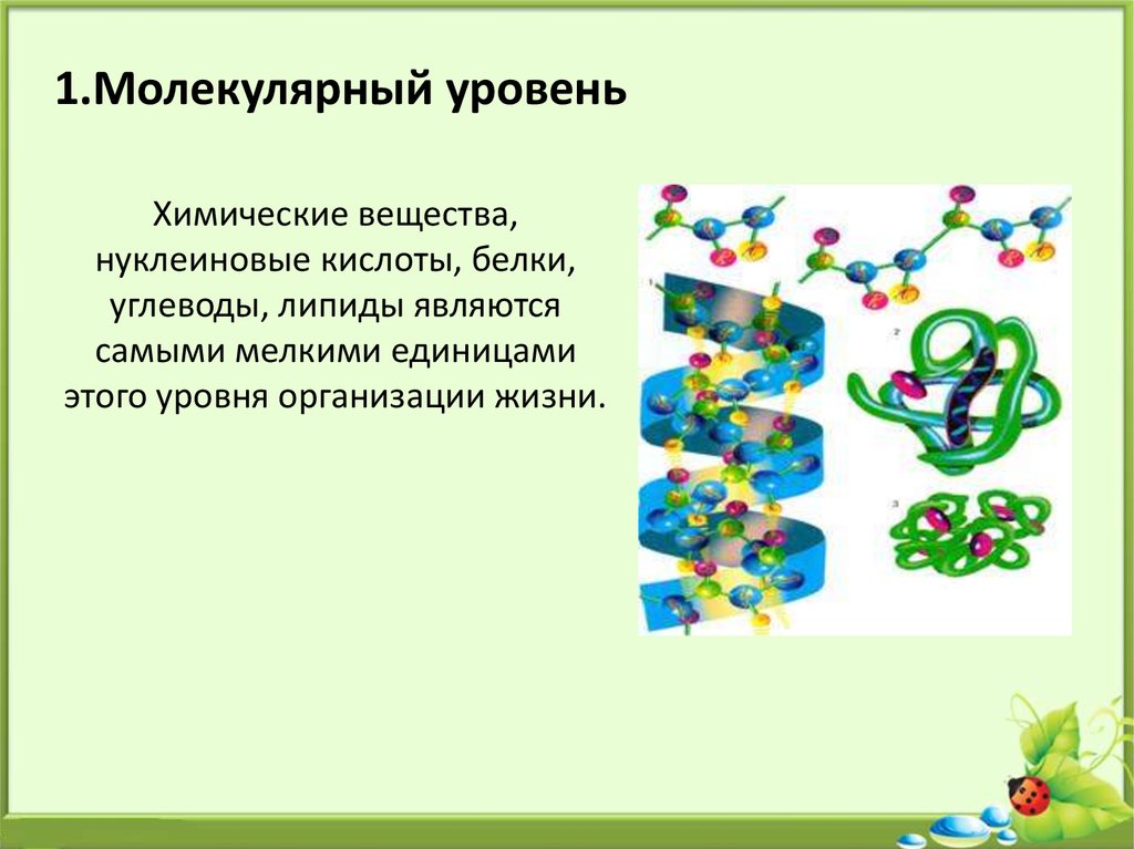 Молекулярный уровень организации живых систем. Молекулярный уровень организации. Белки и нуклеиновые кислоты 9 класс. Уровни организации жизни схема для презентации. Молекулярный уровень биология 9 класс видеоурок.