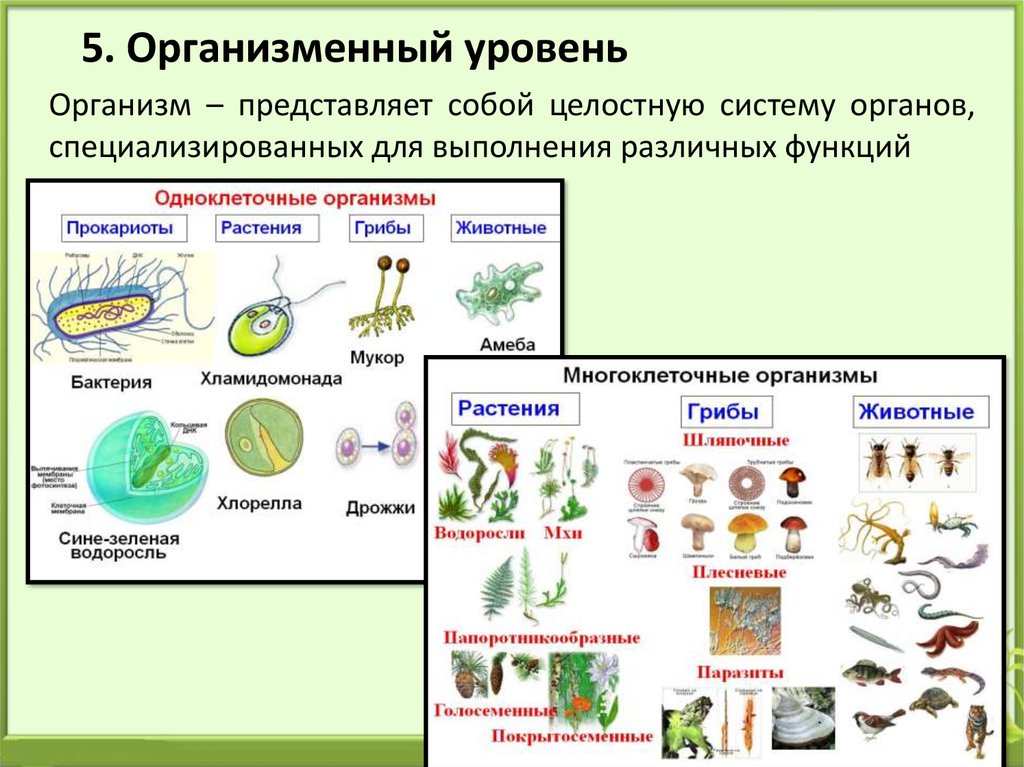 Система живых организмов на земле презентация 10 класс пономарева