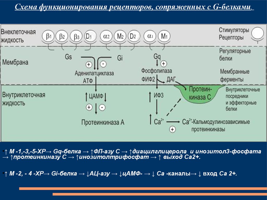 Рецепторами являются. Инозитол 3 фосфат и диацилглицерол. G-белок сопряженные рецепторы. Образование инозитол 3 фосфата. Рецепторам, сопряженным с g-белком.