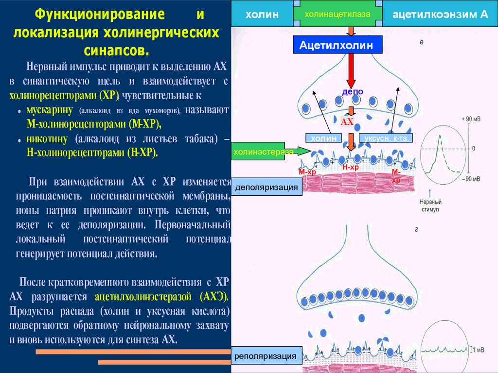 Импульс захват. Схема холинергического синапса фармакология. Схема функционирования холинергического синапса. Агонисты ацетилхолиновых рецепторов. Н-холинергический синапс строение.