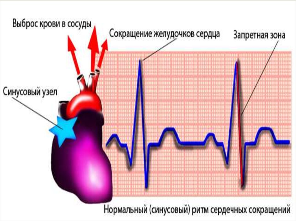 Ферменты сердца. Препараты влияющие на синусовый узел. Сердечный выброс крови. Средства влияющие на сердечно-сосудистую систему. Сердечный выброс крови равен.