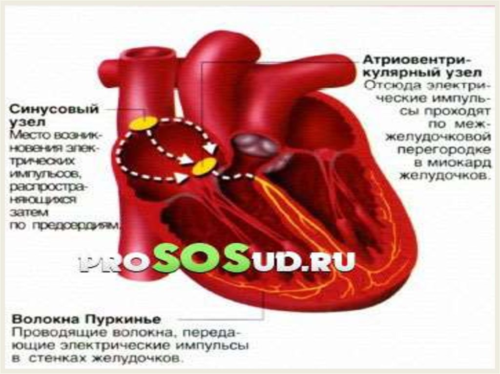 Средства влияющие на сердечно сосудистую систему презентация