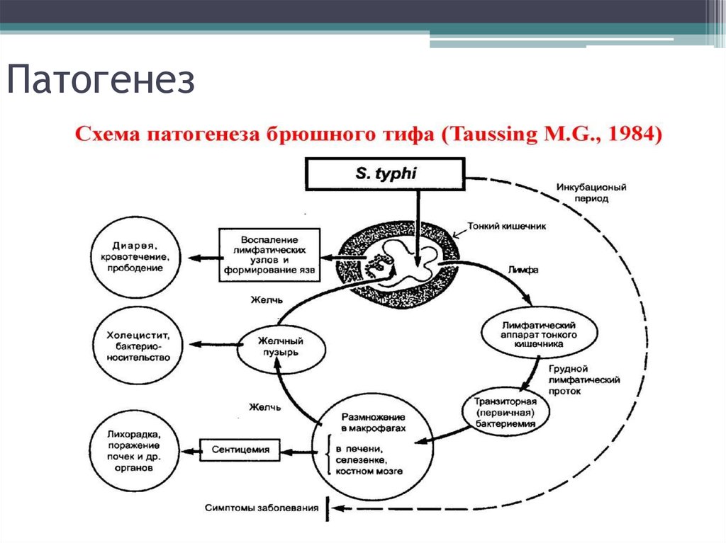 Схема патогенеза холеры