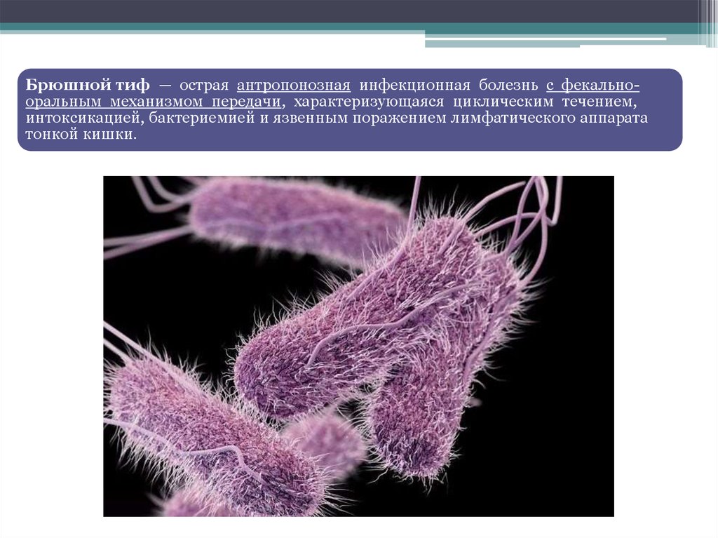 Брюшной тиф микробиология презентация