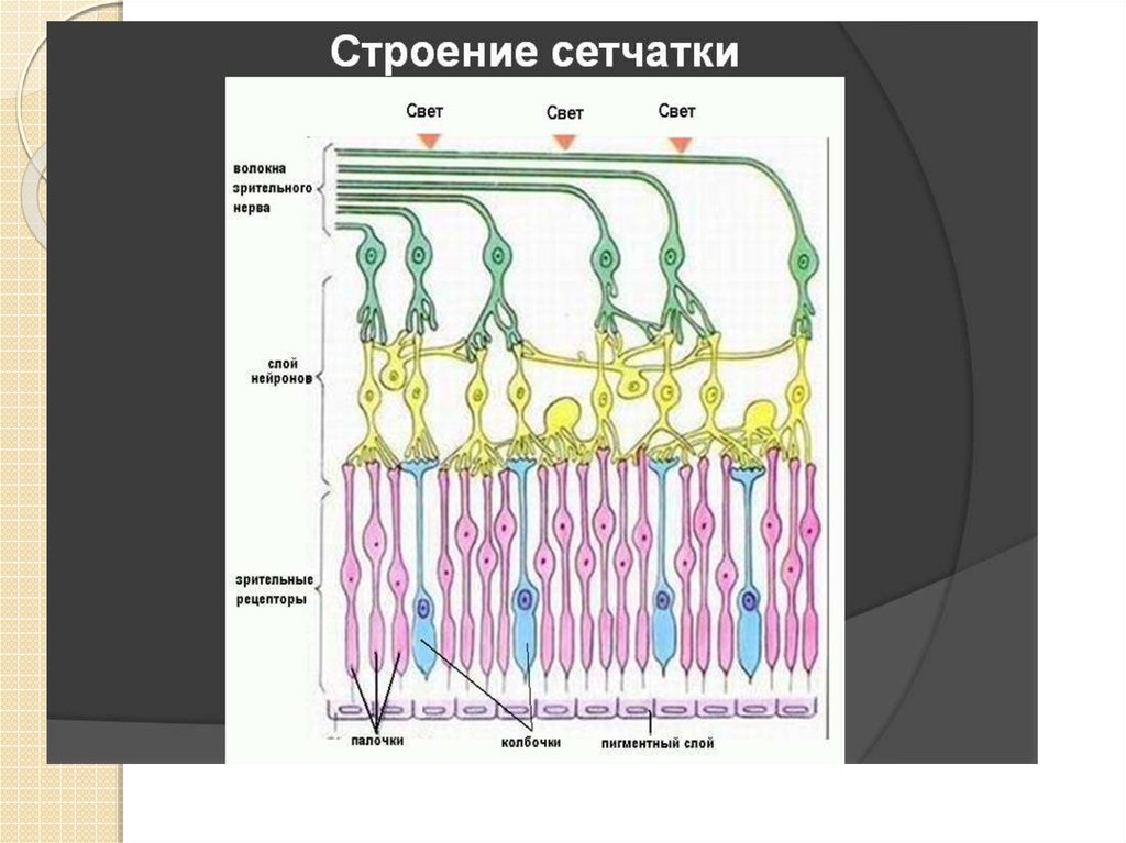 Зрительные рецепторы сумеречного света. Рецепторы сетчатки строение и функции. Рецепторы сетчатки строение. Строение рецепторного аппарата сетчатки. Сетчатка глаза анатомия.