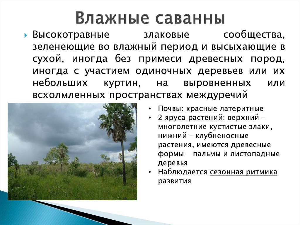 Какой самый влажный. Влажность саванны. Климатические условия саванны. Осадки в саванне. Влажный климат в саванне.