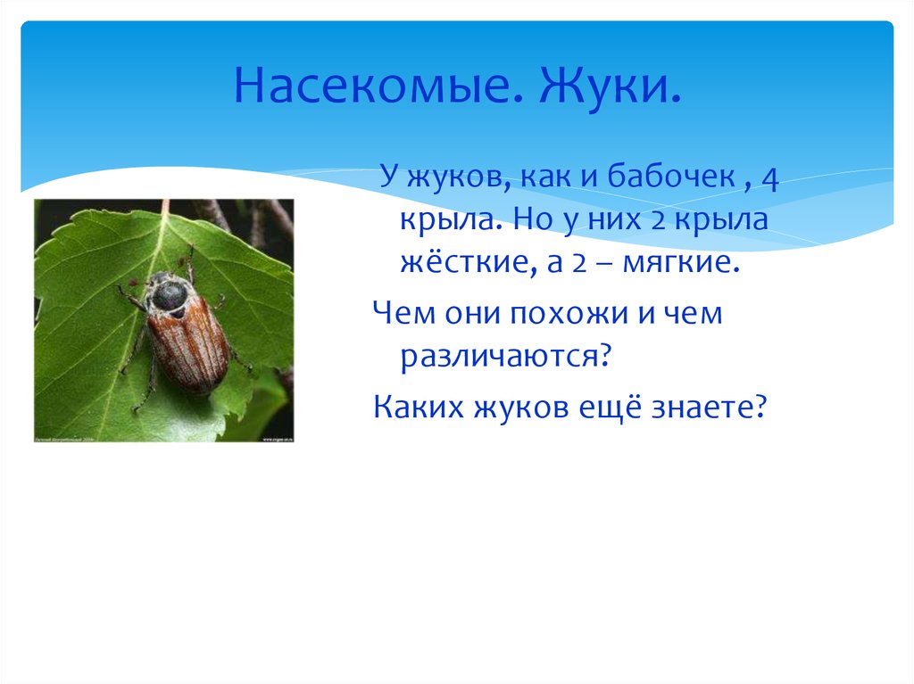 Насекомые сходства и различия. Сравнение Жуков и бабочек. Каких Жуков. Насекомые жуки 2 класс. Сравнение бабочки и жука.