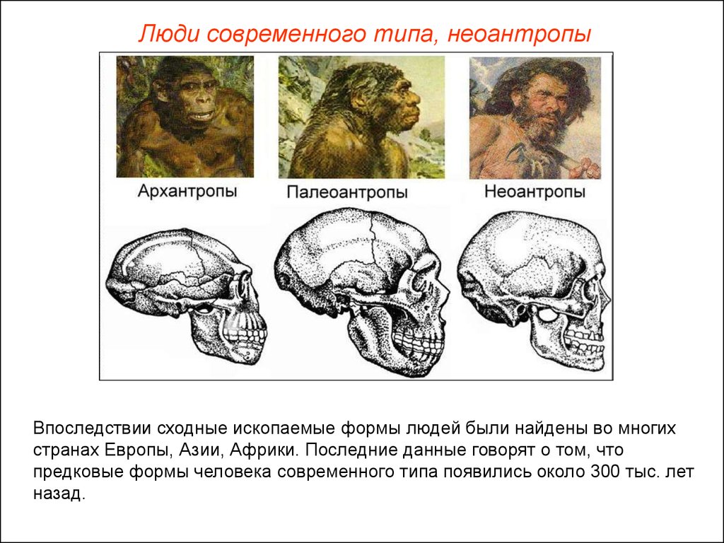 Люди современного типа признаки. Эволюция человека архантропы Палеоантропы Неоантропы. Человек разумный неандерталец и кроманьонец. Хомо сапиенс неандерталец кроманьонец этапы развития человека. Этапы эволюции человека Палеоантропы.