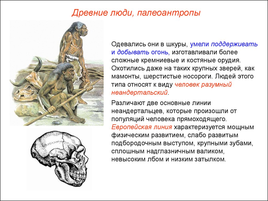 Появление человека разумного - презентация онлайн