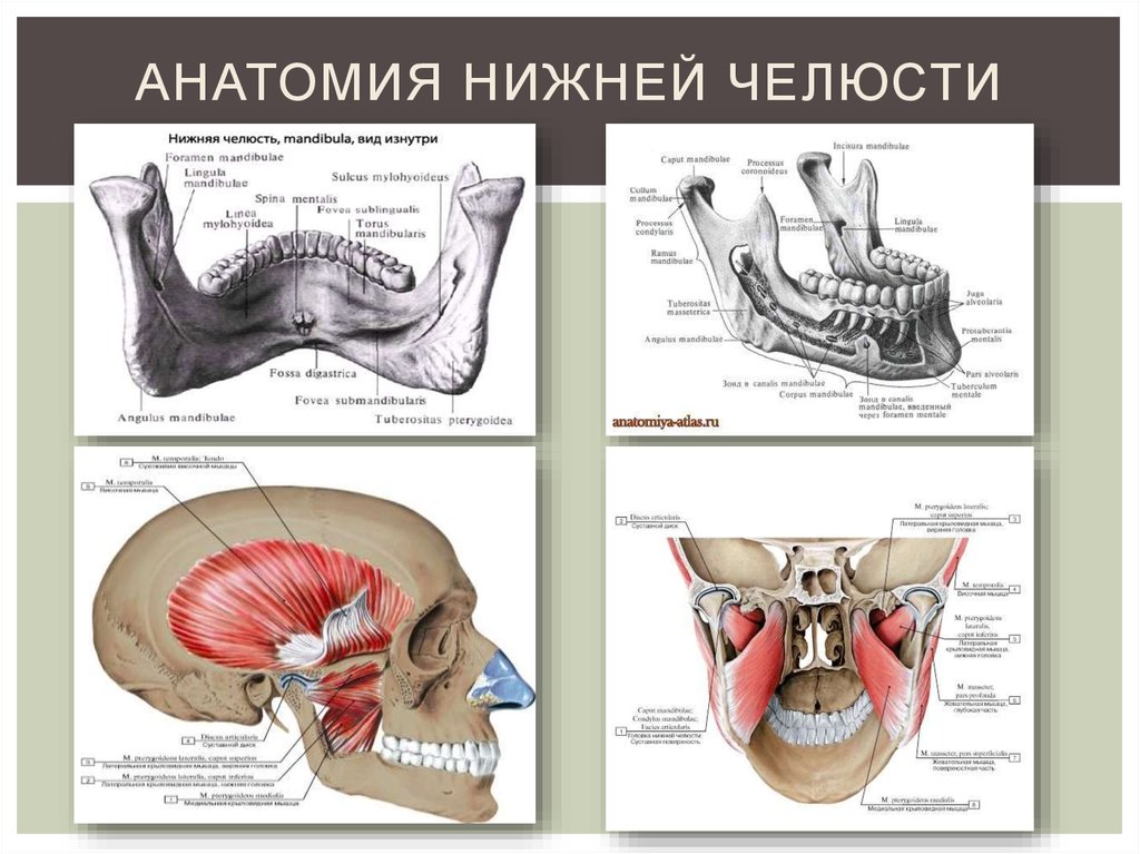 Нижний край нижней челюсти. Строение нижней челюсти человека анатомия костей. Нижняя челюсть анатомия строение кости. Нижняя челюсть анатомия щечный гребень. Анатомические структуры нижней челюсти.
