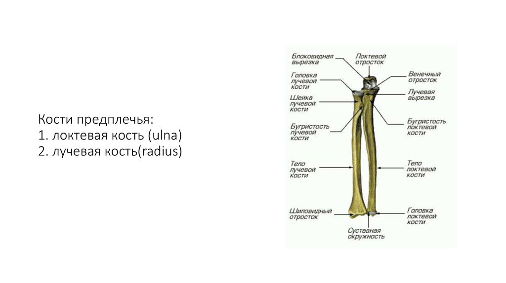 Какой буквой на рисунке обозначена лучевая кость