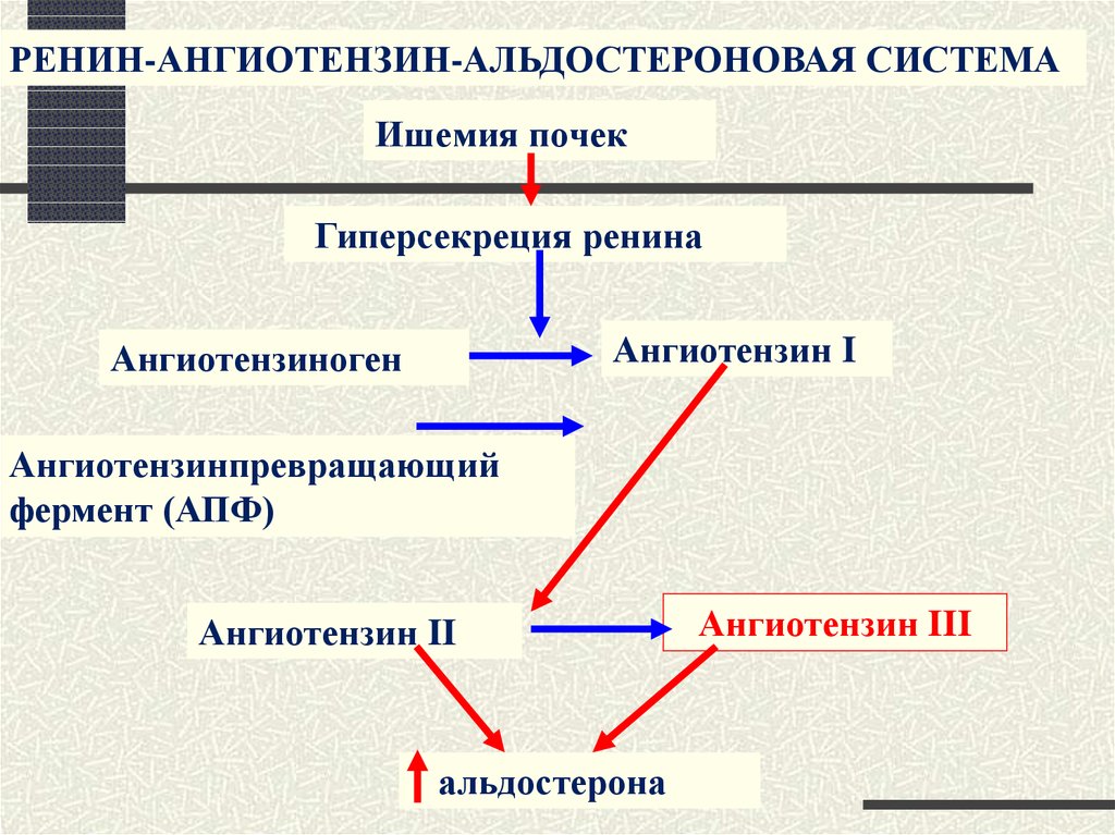 Ренин анализ