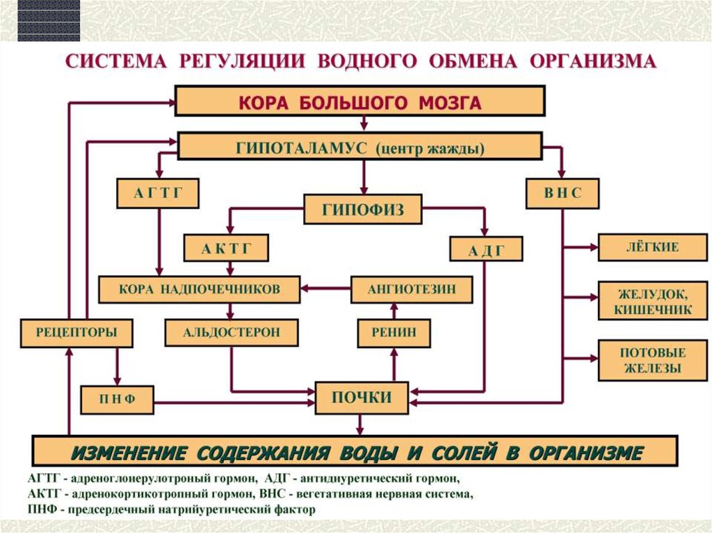 Презентация на тему нарушение водного обмена