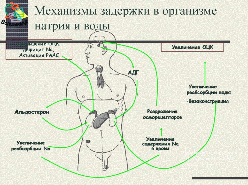 Жидкости в теле. Гормоны вызывающие задержку воды в организме. Задержка воды в организме. Механизмы задержки в организме натрия и воды. Вода задерживается в организме.