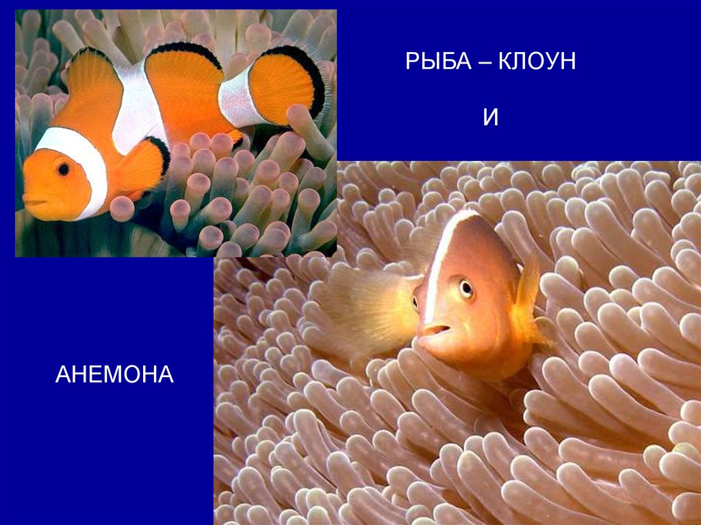 Отношения рыбы клоуна и актинии. Комменсализм квартиранство рыба клоун. Симбиоз нахлебничество квартиранство. Рыба клоун и актиния паразитизм. Анемоны и рыба клоун.