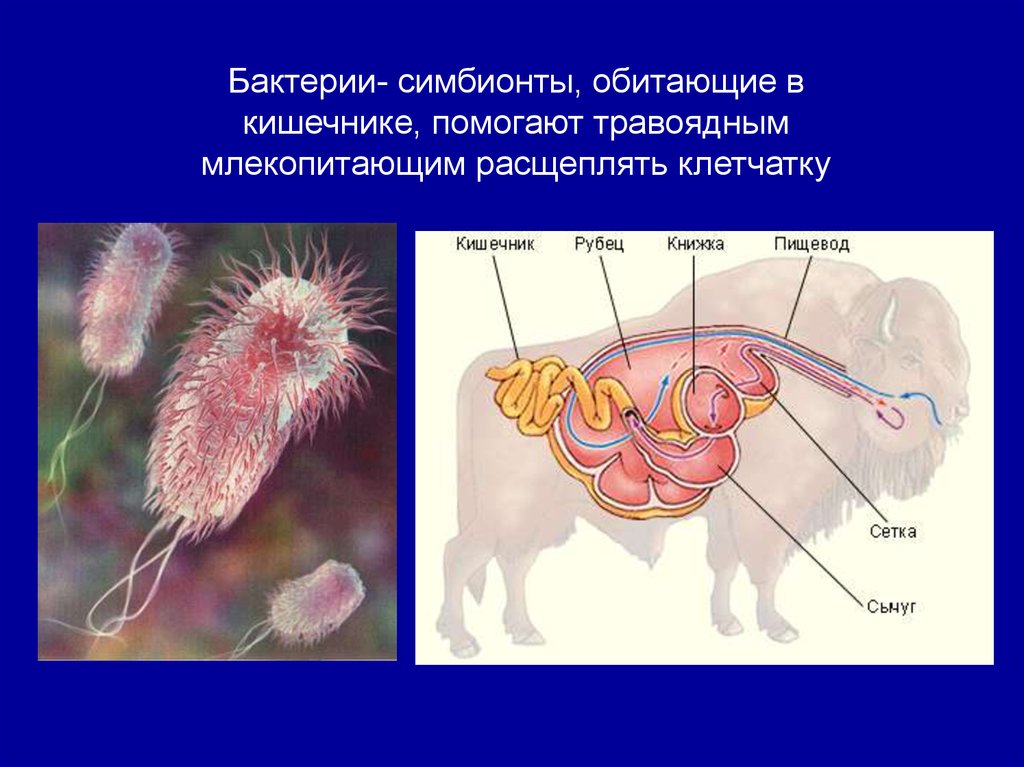 В желудке жвачных млекопитающих постоянно обитают. Бактерии симбионты жвачных животных. Бактерии, обитающие в желудке жвачных животных. Бактерии симбионты. Бактерии симбионты в кишечнике.