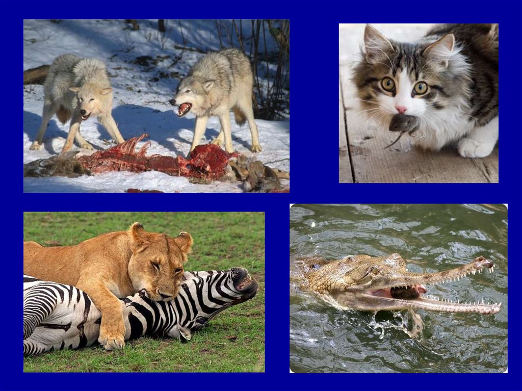 Хищничество отношения примеры. Биотические факторы хищничество. Взаимоотношение хищничество. Взаимоотношения животных хищничество. Хищничество презентация.