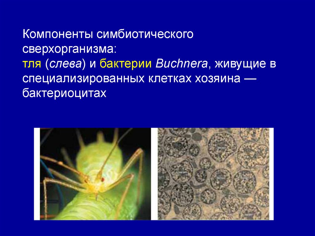 Тля рыжий муравей тип биотических отношений. Бактерии Buchnera. Тля и бактерия Buchnera aphidicola. Симбиоз тлей с бактериями Buchnera. Симбиотические бактерии обитают.
