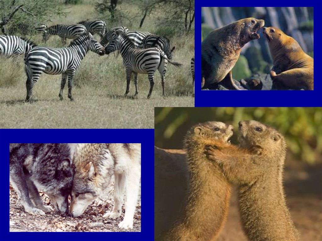 Хищничество отношения примеры. Конкуренция биотический фактор. Биотические факторы хищничество. Хищничество и конкуренция. Конкуренция в природе.