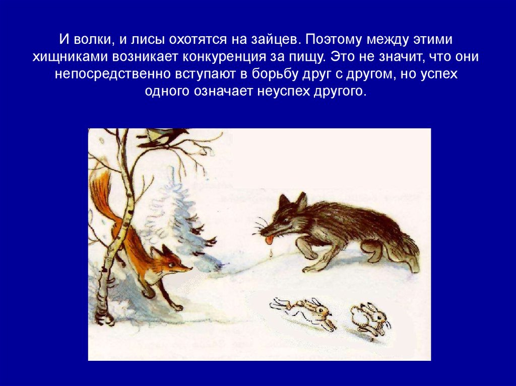 Какие отношения складываются между беркутом и джейраном. Волк и лиса конкуренция. Волки и лисы Тип взаимоотношений. Волк и лиса Тип взаимоотношений. Конкуренция волка и лисы.