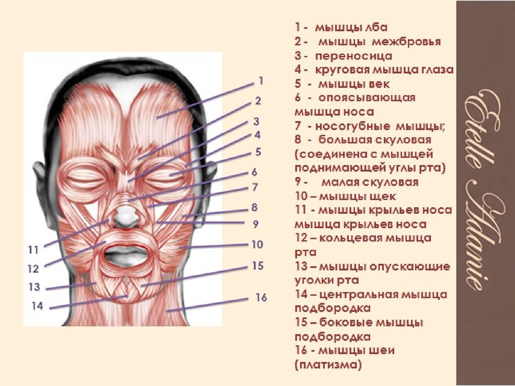 Где у человека лоб. Мимические мышцы лица анатомия для косметологов. Мышцы лица анатомия для косметологов для ботокса. Схема мышц лица человека. Мышца лба название.
