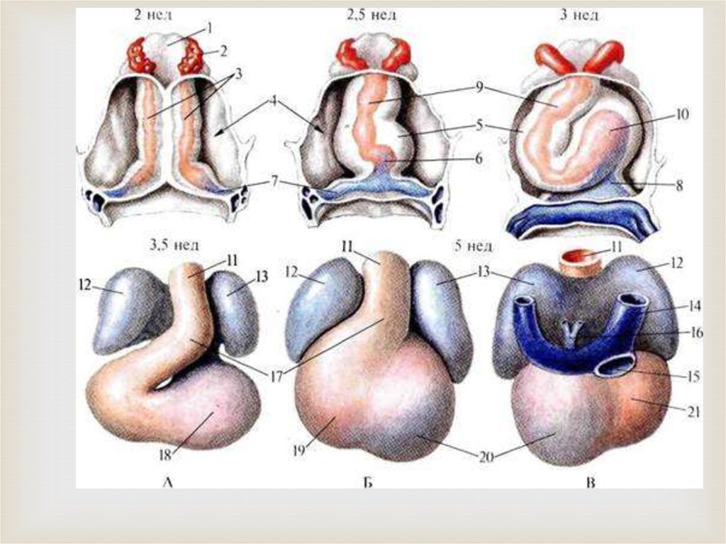 Формирование сердца. Развитие сердца. Развитие сердца анатомия. Стадии развития сердца.