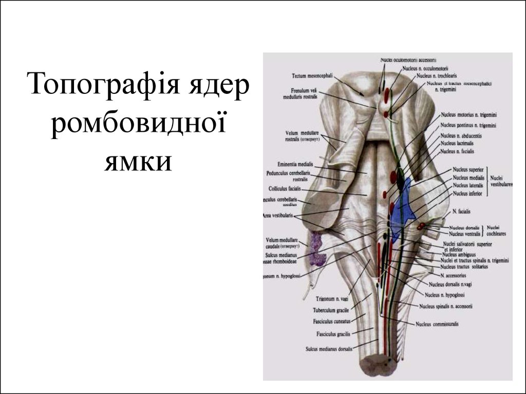 Ромбовидная ямка ядра